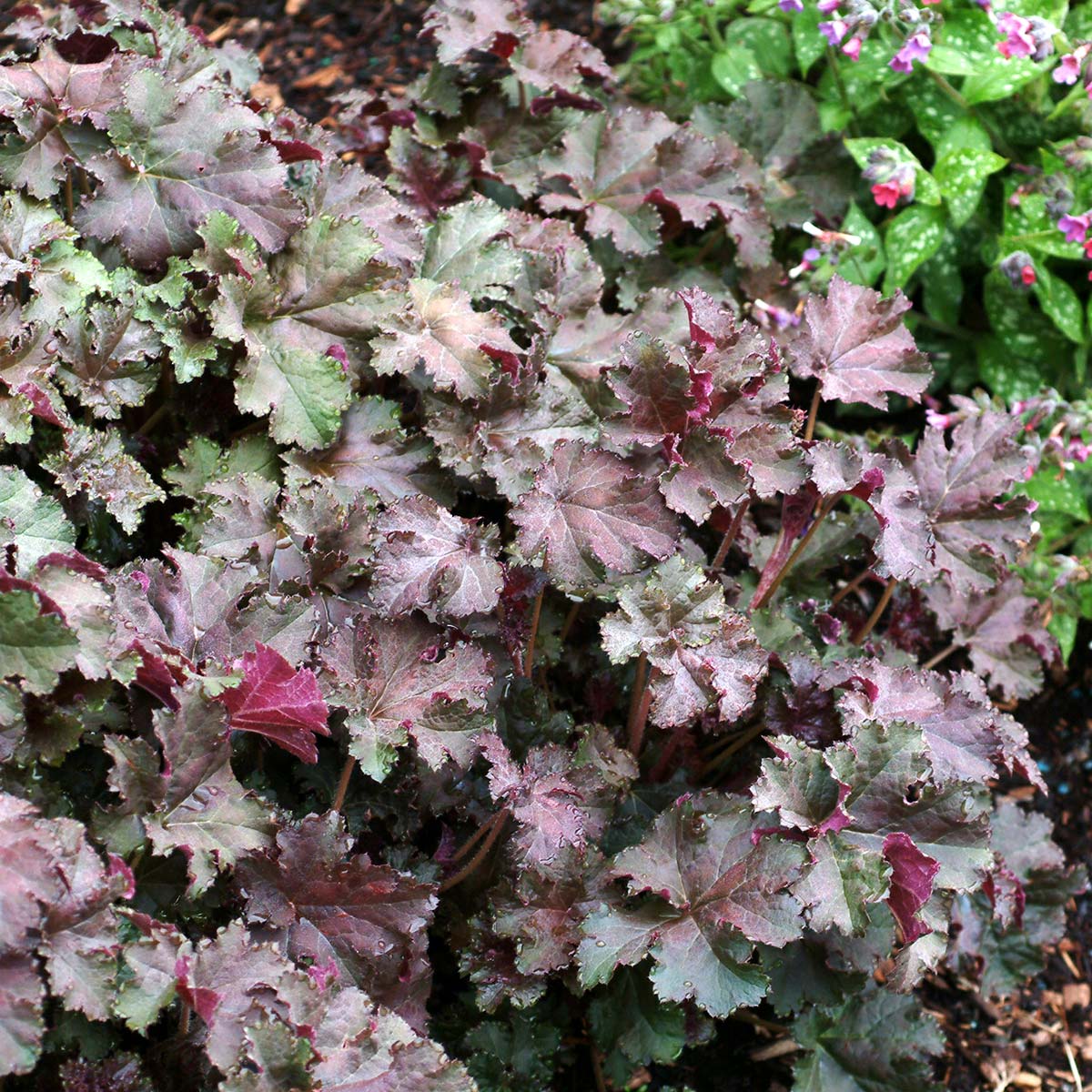 Heuchera micrantha 'Purple Petticoats'